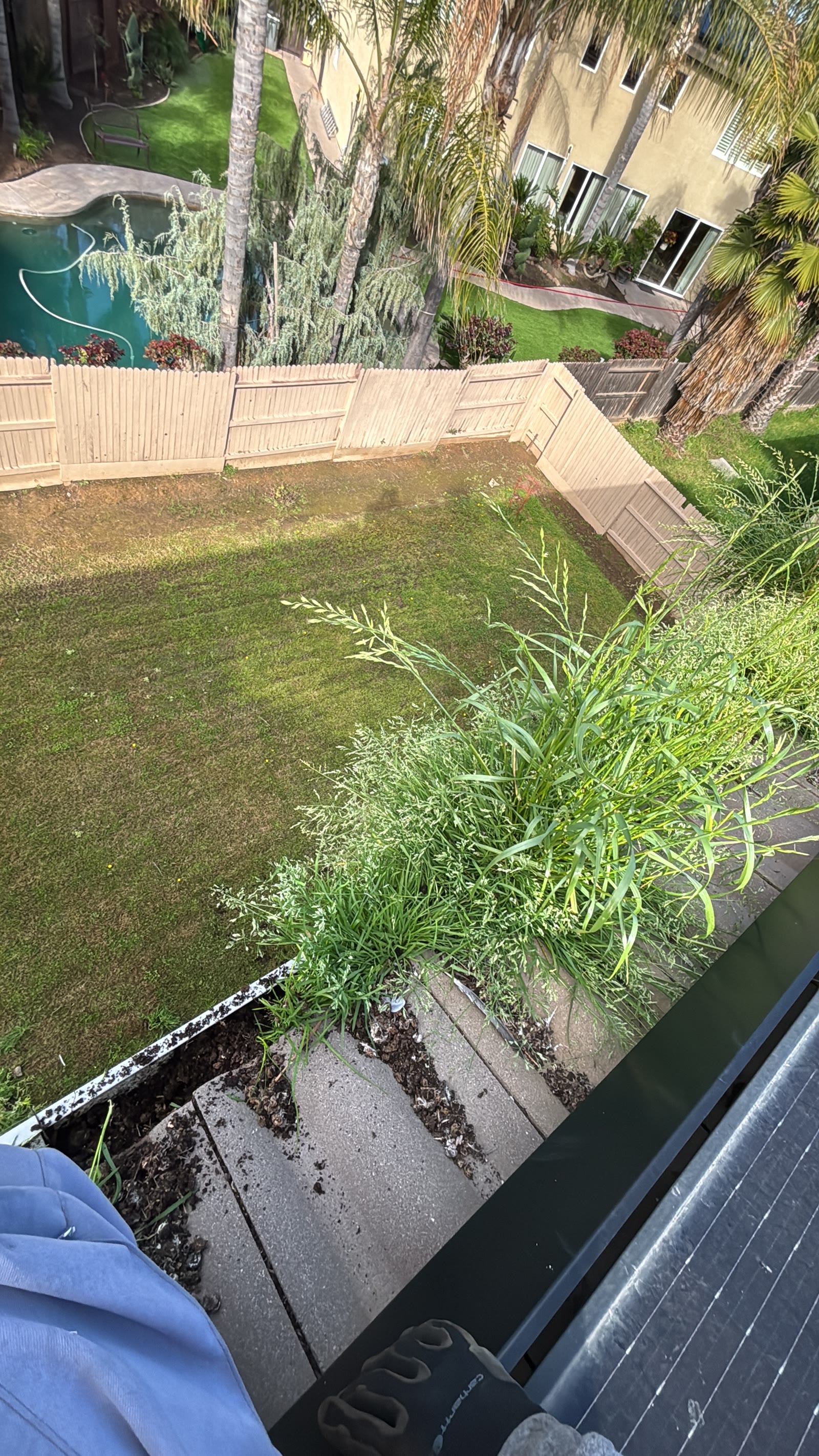 A rooftop gutter with grass and weeds growing out of the packed debris inside it