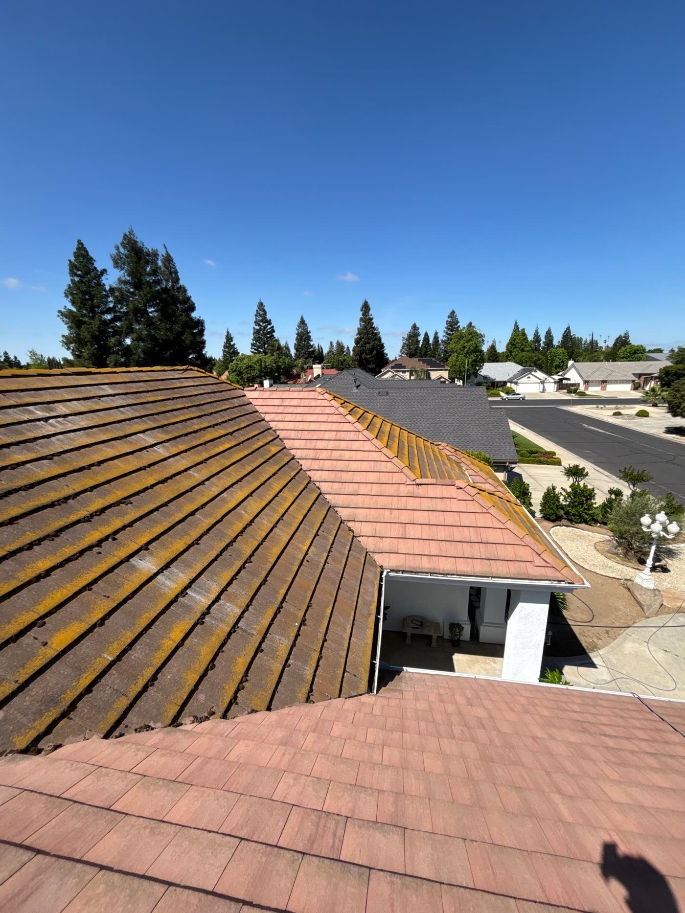 A tile roof slope covered in yellow-green moss and dark algae streaks before cleaning