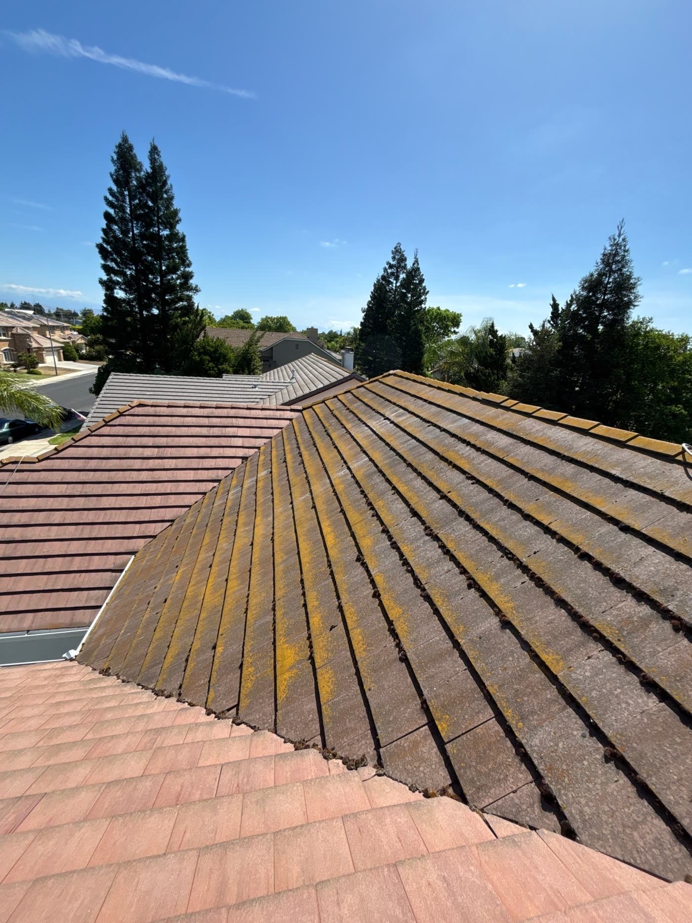 A tile roof heavily streaked with green moss and black algae growth between the tiles
